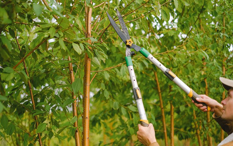 Tree trimming in Burnsville, WV