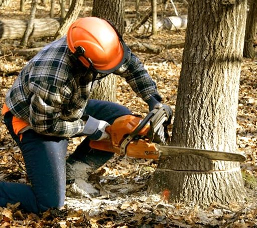 Tree Removal in Burnsville, WV